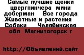 Самые лучшие щенки цвергпинчера (мини доберман) - Все города Животные и растения » Собаки   . Челябинская обл.,Магнитогорск г.